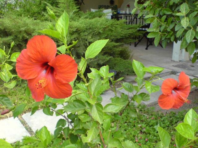 Comfortable Garden Apt Near Vouliagmeni Beach Athens Ngoại thất bức ảnh